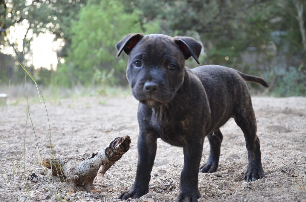 Des Nuages Dansants - Staffordshire Bull Terrier - Portée née le 20/07/2019