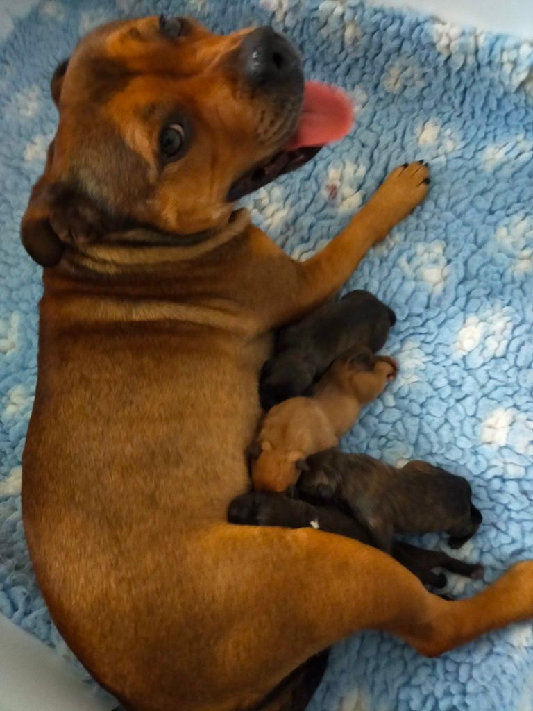 chiot Staffordshire Bull Terrier Des Nuages Dansants