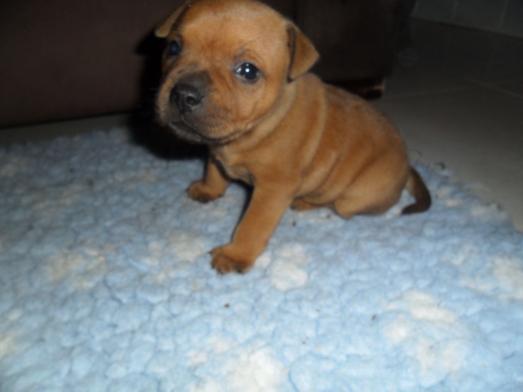 Des Nuages Dansants - Staffordshire Bull Terrier - Portée née le 28/02/2020