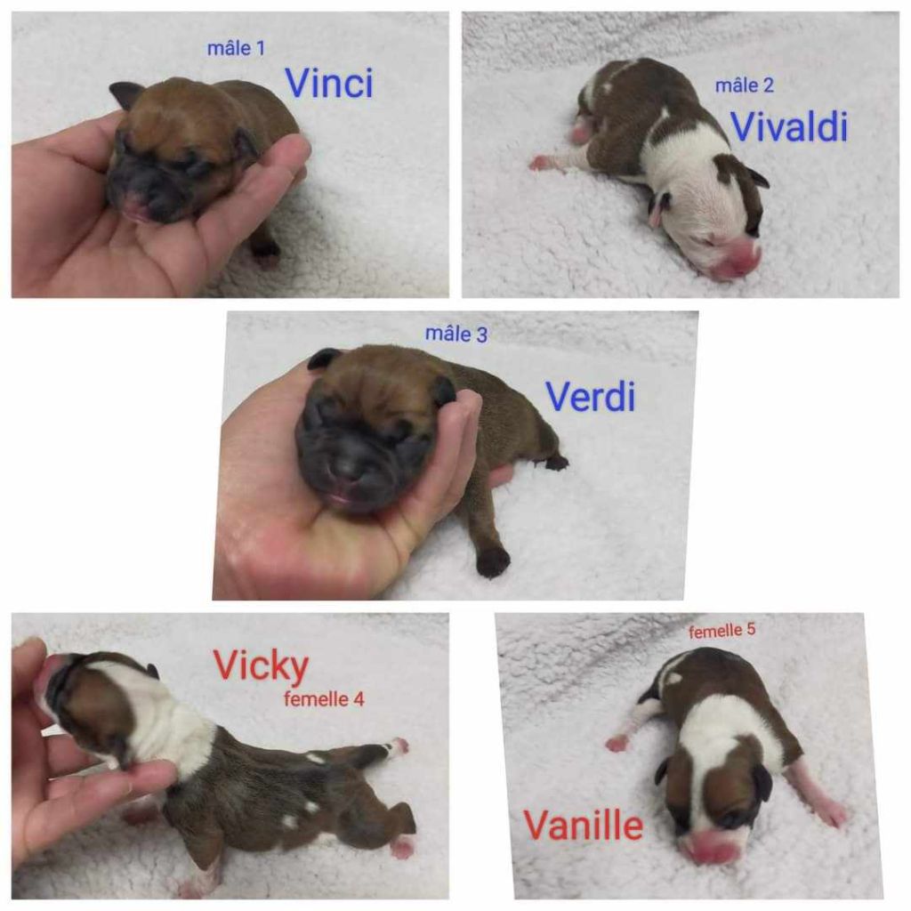 Chiots Saphyr Sanka