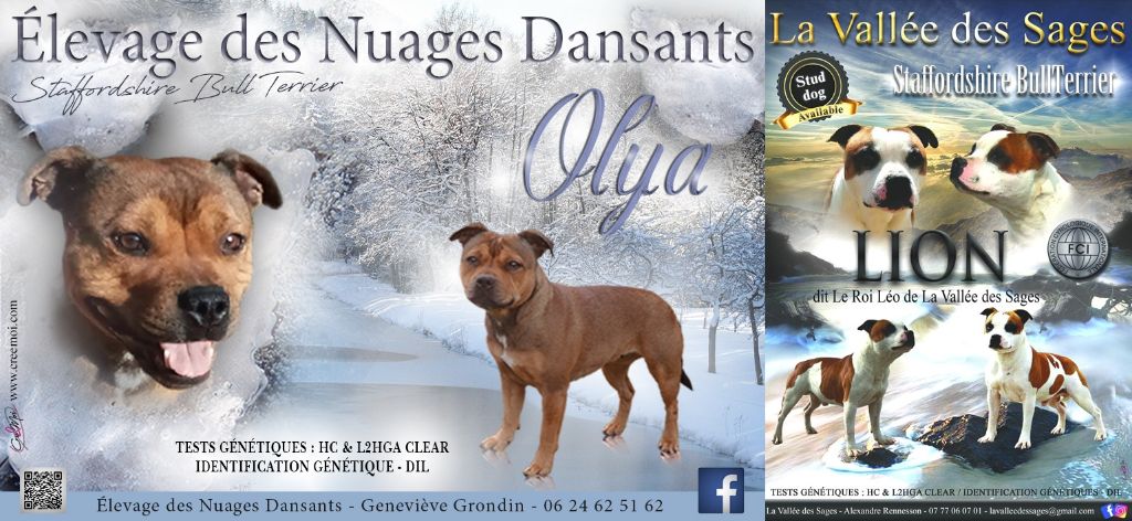 chiot Olya Lion