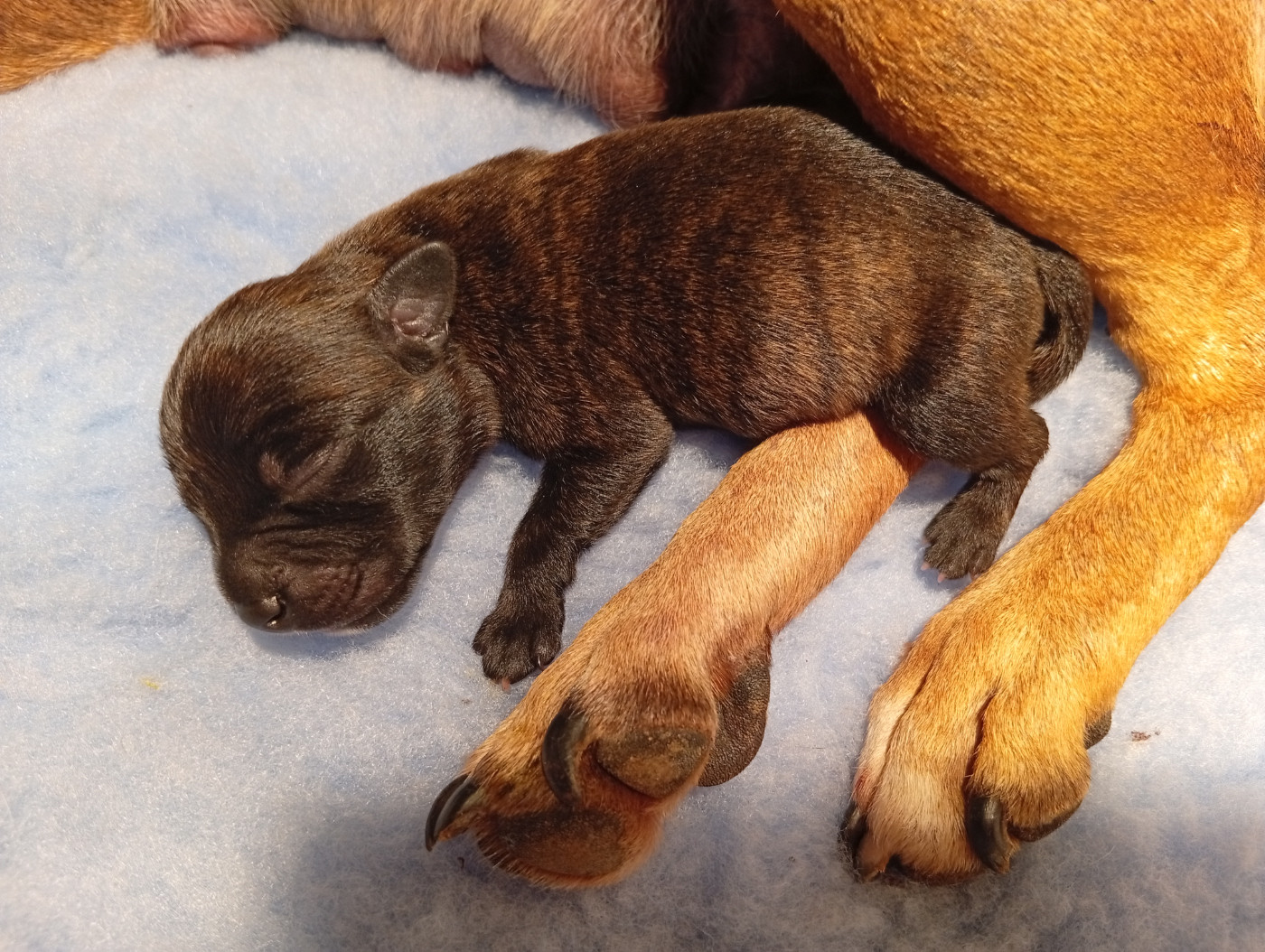 Des Nuages Dansants - Chiots disponibles - Staffordshire Bull Terrier